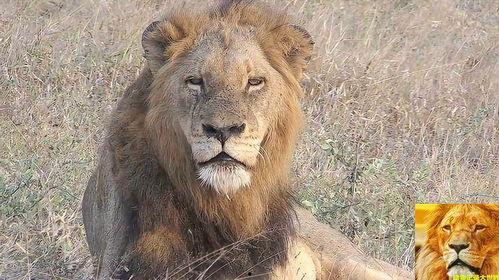 雄狮（原声版）,勇闯非洲草原的王者传奇